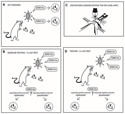 Lesions of the Orbitofrontal but Not Medial Prefrontal Cortex Affect Cognitive Judgment Bias in Rats